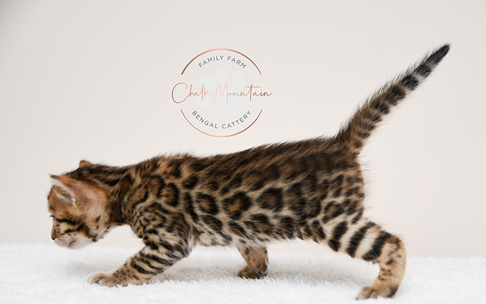 Bengal kitten for sale